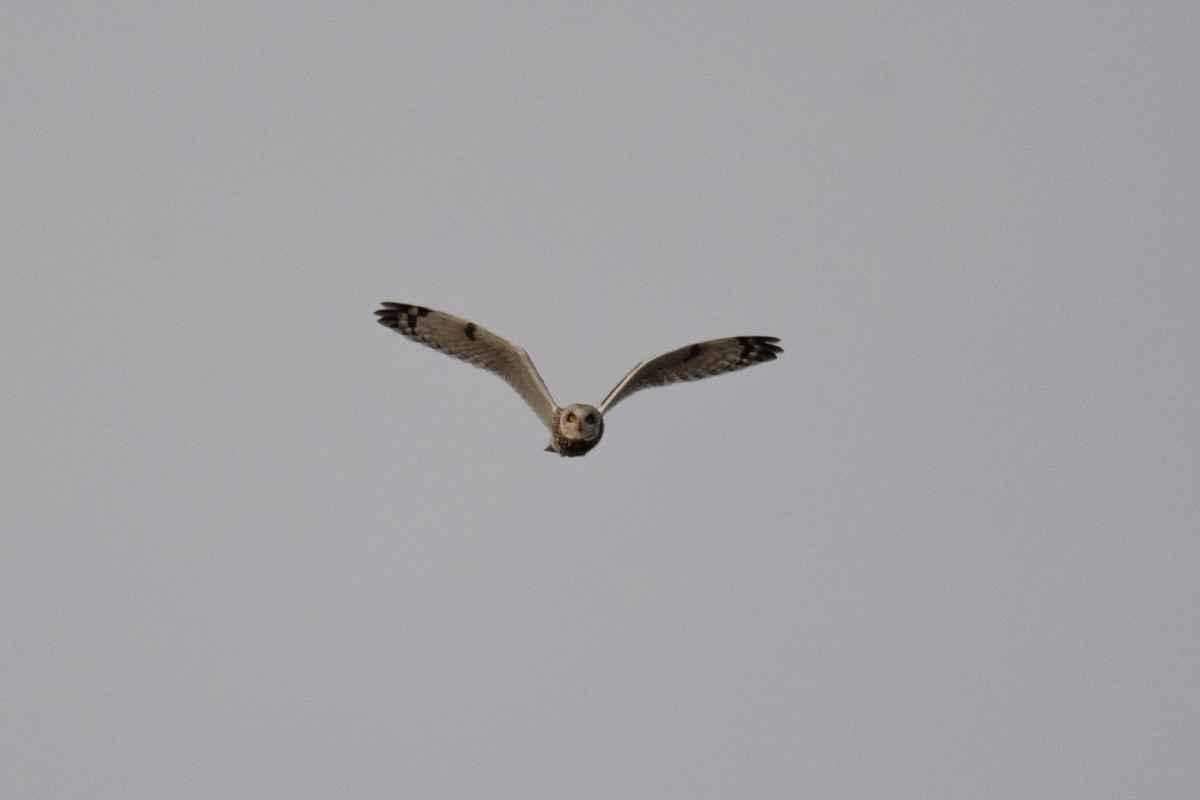 Short-eared Owl